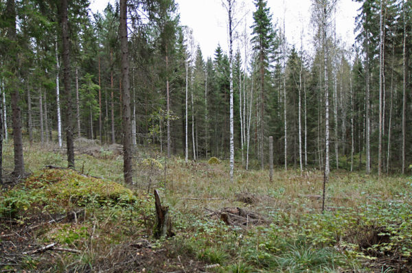 Metsäntutkimuslaitoksen Erika-kokeiden pienaukkohakkuu Padasjoen Vesijaolla. Kuva: Krista Kimmo