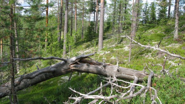 Hoikkavaaran tilalta Sotkamosta. Kuva: Timo Kujala