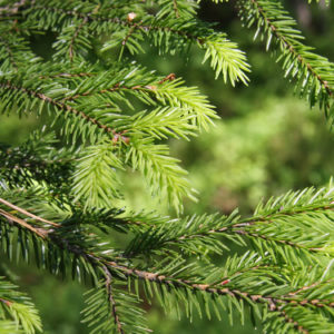 The annual growth of Finnish forests is roughly over 100 million cubic metres at present, but some day it might be 150. Photo: Anna Kauppi