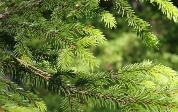 The annual growth of Finnish forests is roughly over 100 million cubic metres at present, but some day it might be 150. Photo: Anna Kauppi