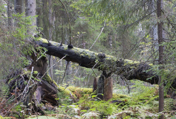 Dead wood. Photo: Erkki Oksanen