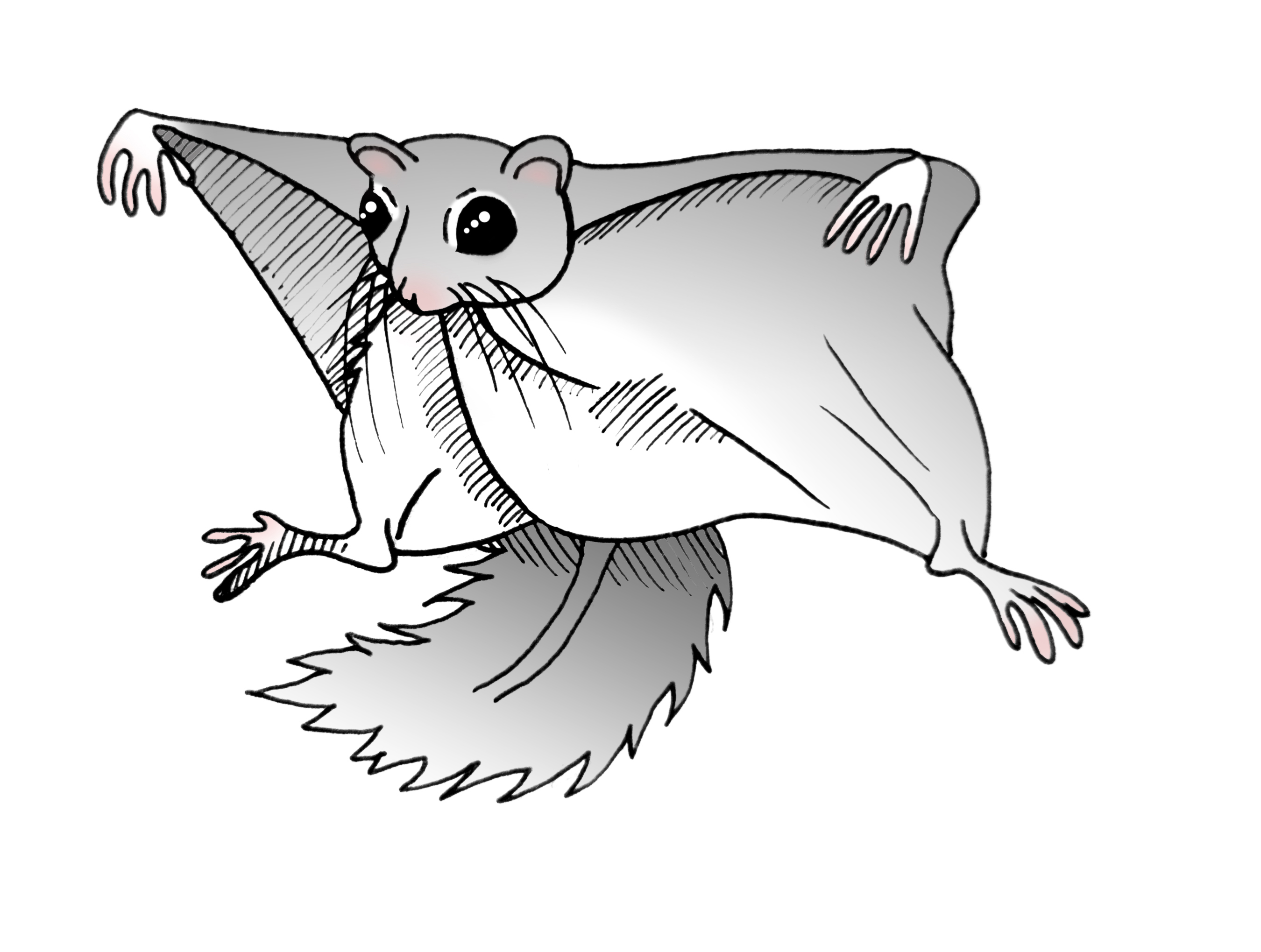 Liito-orava. Kuva: Vilma Issakainen