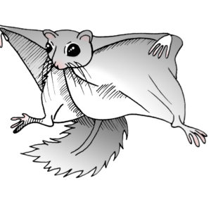 Liito-orava. Kuva: Vilma Issakainen