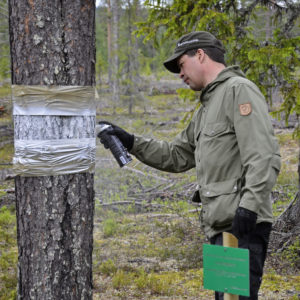 This broom pine was found by Mr. Tuomo Ahola, forestry planner at Metsähallitus Forestry. Photo: Juri Laurila