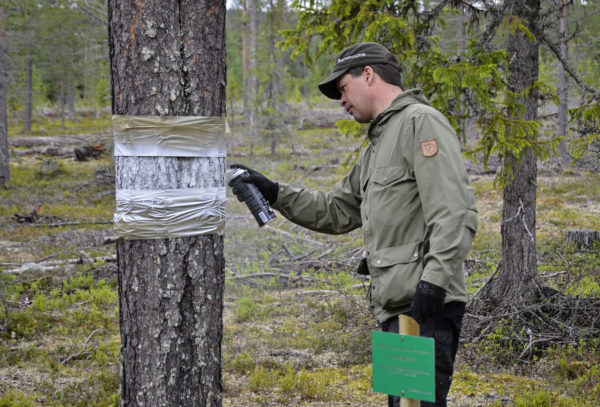 This broom pine was found by Mr. Tuomo Ahola, forestry planner at Metsähallitus Forestry. Photo: Juri Laurila