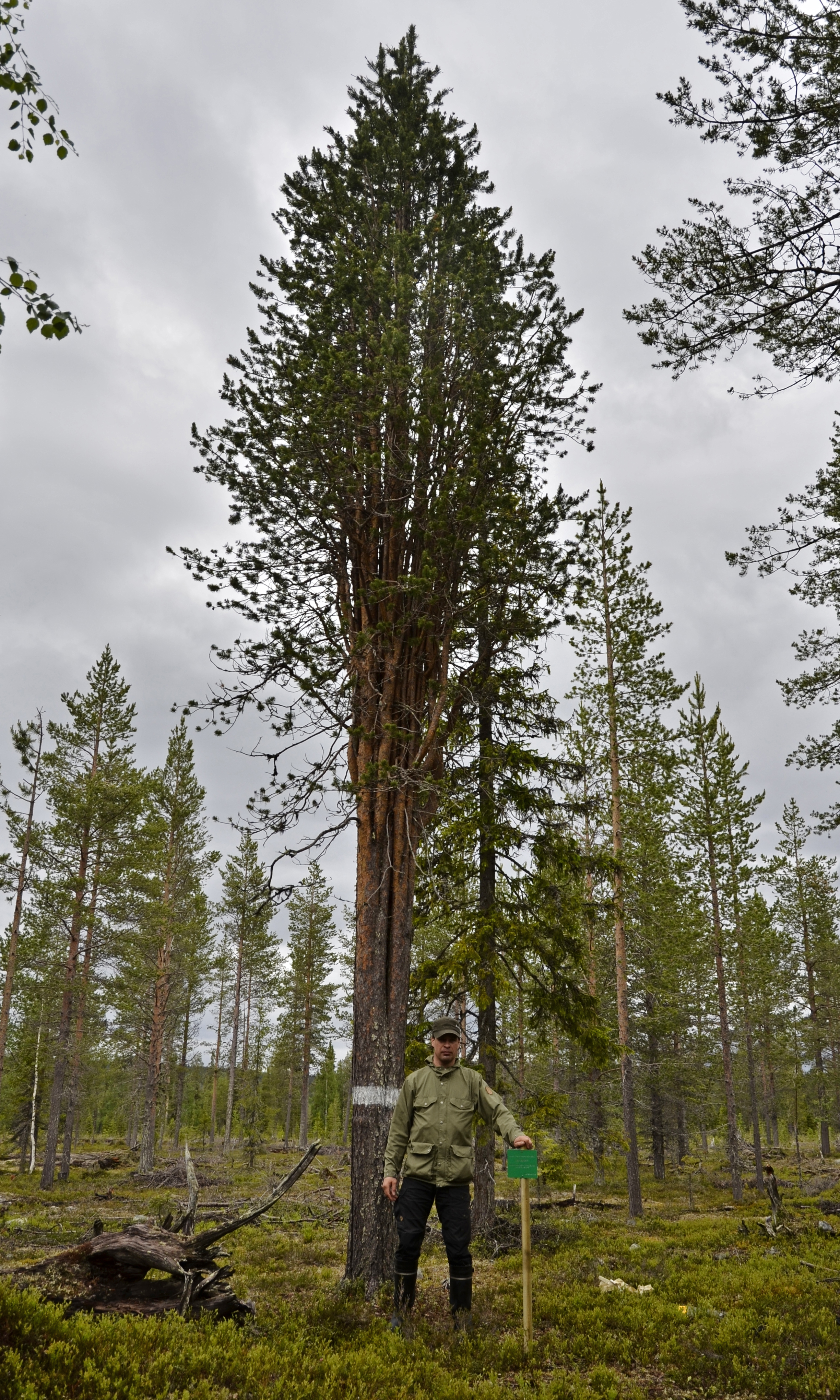 The tree is 10.5 metres high. Photo: Juri Laurila