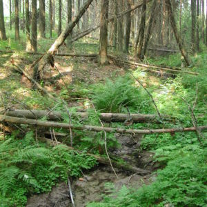 Talousmetsän luonnonhoito on tärkeää, koska suuri osa metsistä on talousmetsiä. Kuvassa luonnolle arvokas puro.. Kuva: Krista Kimmo