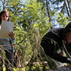Metsävisa 2016. Kuva: Anna Kauppi