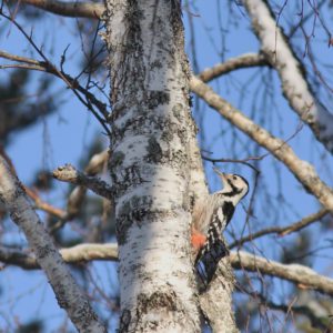 Valkoselkätikka. Kuva: Arttu Valonen