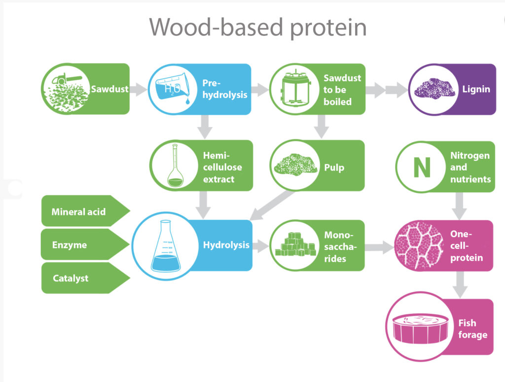 Protein in wood could be the answer for global need of nutrients