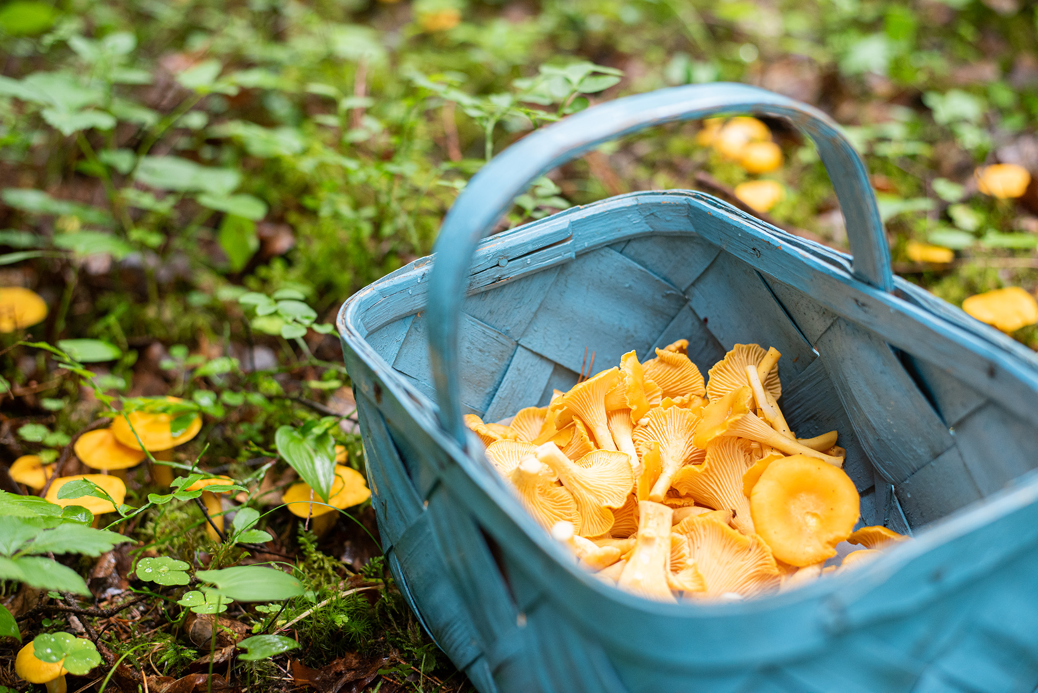 Multiple Use Foresty An ordinary Finnish forest may be used for growing timber, promoting ...