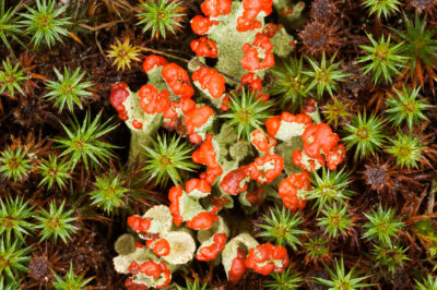 Punatorvijäkälä, kangaskarhunsammal. Kuva: Jorma Peiponen