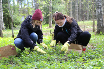 Yrttien kerailyä. Kuva: Tiina Rinne