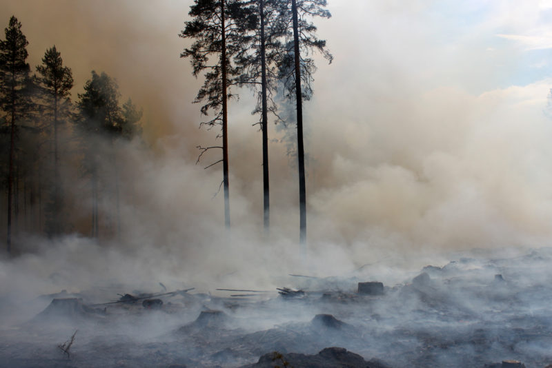 Metsäpalot, myrskyt ja hyönteistuhot ovat uhkia metsien hiilivarastoille. Kuva: Aino Ässämäki