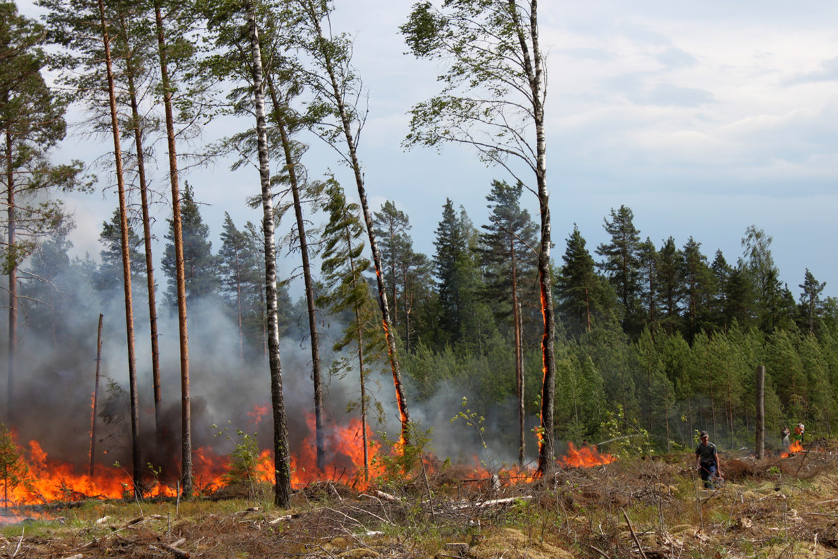 Controlled Burning Benefits Forest In Many Ways But More Experts Are Needed Forestfi 4212