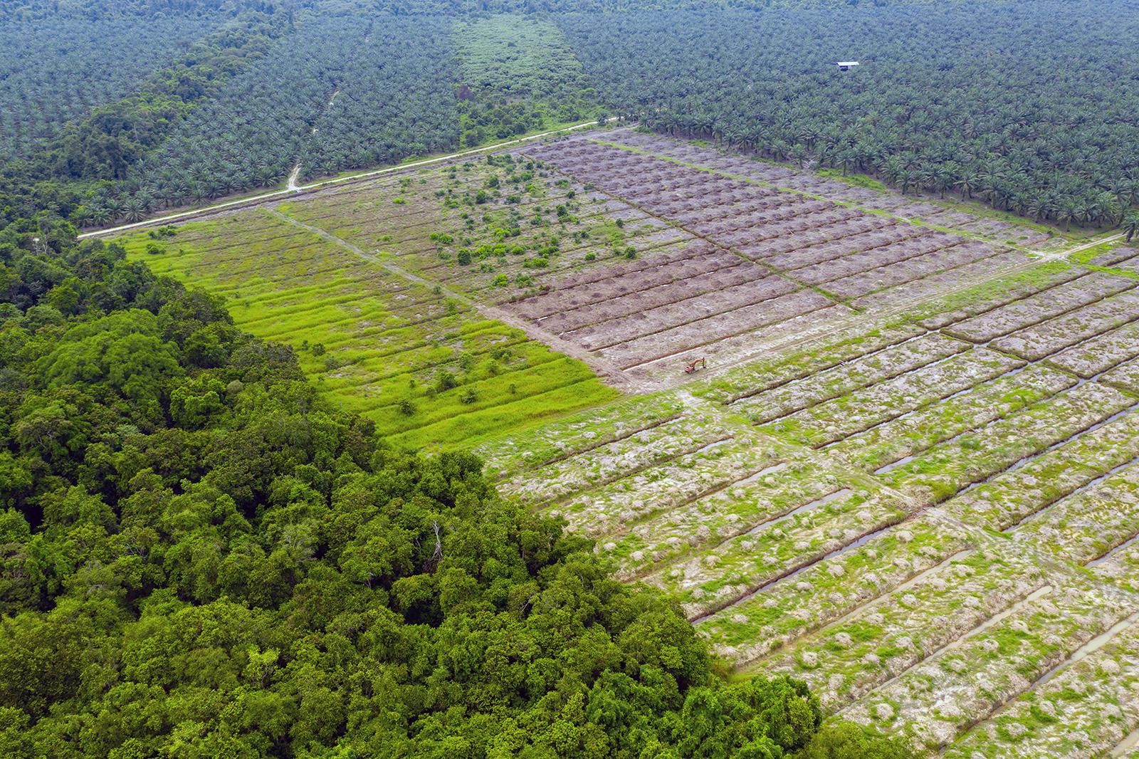 Rainforests are not being renewed and usually, the land is being given over to other uses. In Borneo, the rainforest has been cleared for a palm oil plantation. Photo: Shutterstock