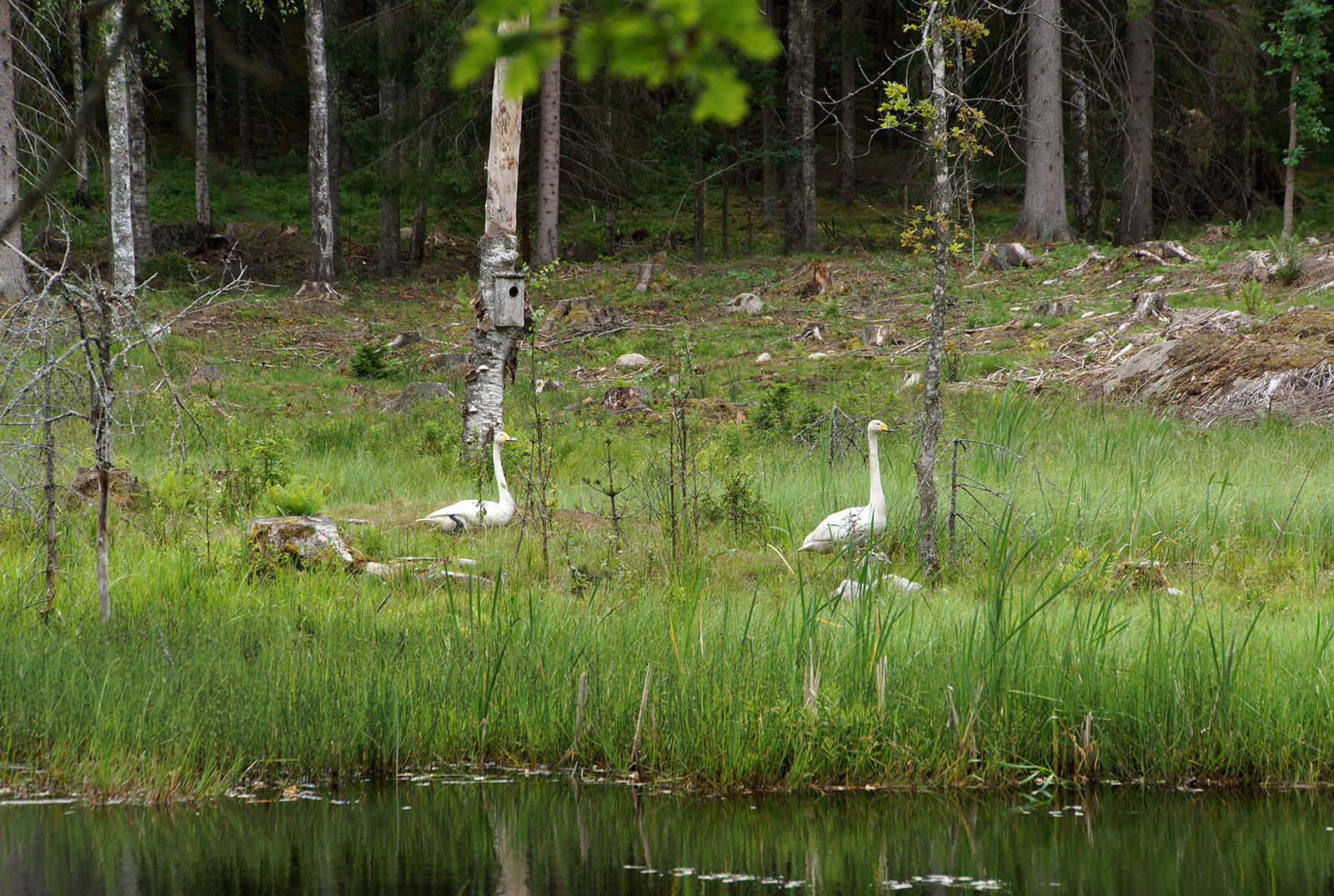 Swans enjoy a wetland site established on the estate. Photo: Maria Munck-Pihlgren