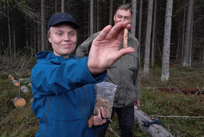 Uhanalaisten kääpien sienirihmastosta valmistettiin ”istutuspaketteja”, puisia tappeja, joita tutkimusryhmän jäsen Sonja Saine esittelee. Kuva: Hannes Mäntyranta