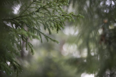 Sama metsä toimii sekä hiilen nieluna että varastona. Kuva: Vilma Issakainen