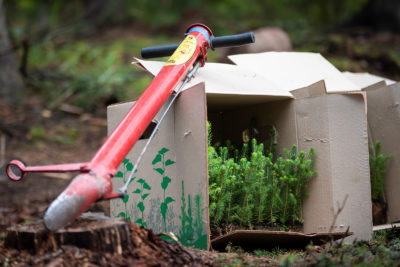 Some 150 million trees are planted every year in the Finnish forests. Photo: Vilma Issakainen