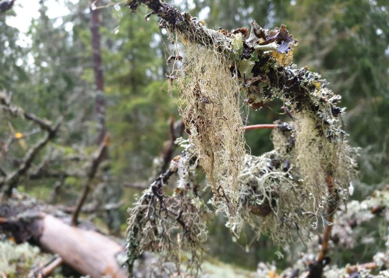 Euroopan unionin State of Europe’s forests -raportin mukaan jopa 80 prosenttia unionin tiukimmin suojelluista metsistä on Suomessa. Kuva: Shutterstock