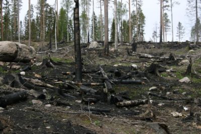 Yksi Suomen metsien monimuotoisuusongelmista on metsäpaloista elävien lajien harvinaistuminen. Niitä pyritään auttamaan kulottamalla metsää keinotekoisesti. Kuva: Lauri Saaristo