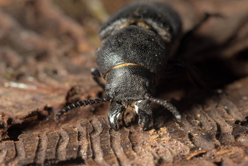 There are thousands of species of bark beetles in the world, of which the European spruce bark beetle is the worst for the economy. Photo: Shutterstock