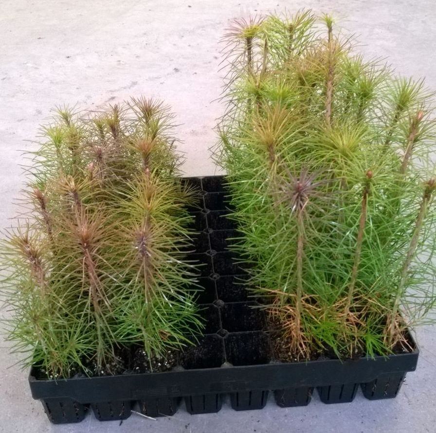 The genetic improvement (r.) of conifers has increased the yield of stemwood by 10–20 percent. Photo: Matti Haapanen