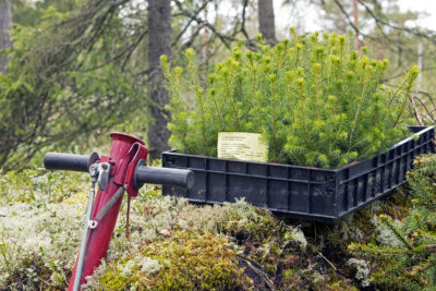 Kuusen taimet. Kuva: Vilma Issakainen