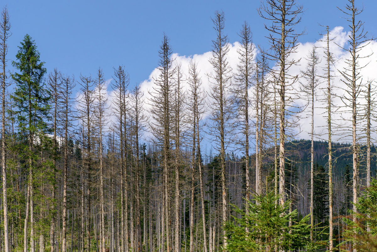 "Rapid increase of European spruce bark beetle would be worst" – pests ...