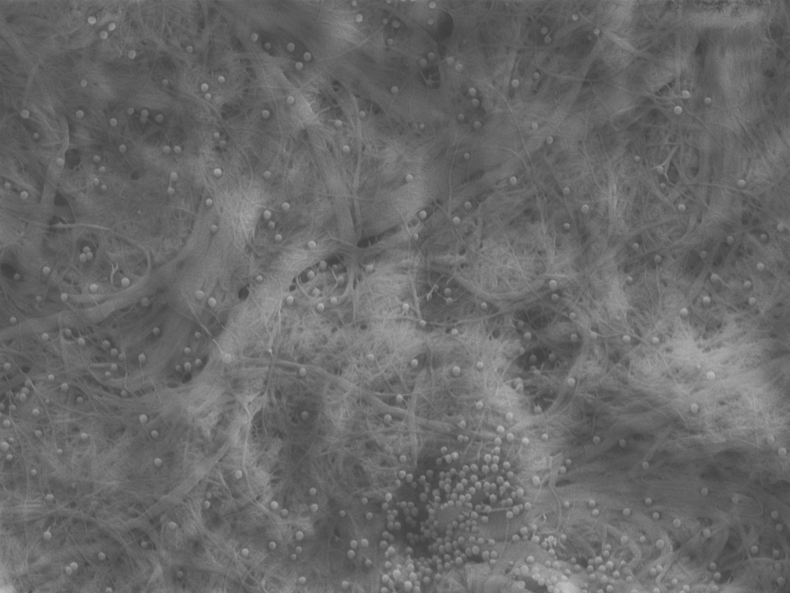Nanosellu kaappaa mikromuovin