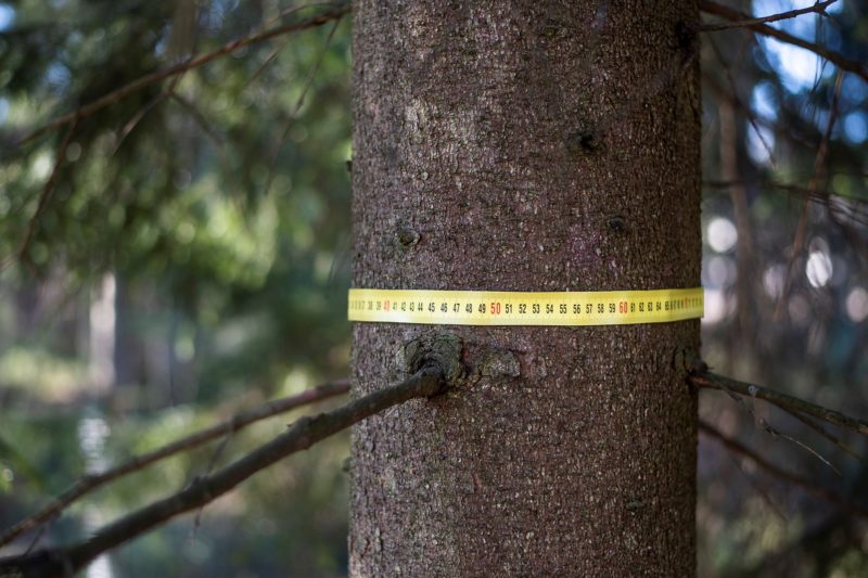 Measuring tape around the tree. Photo: Vilma Issakainen