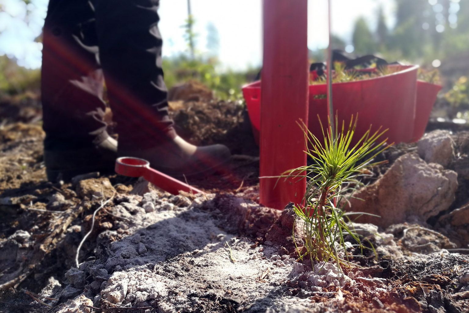 Tens of millions of tree seedlings will be planted in Finland this