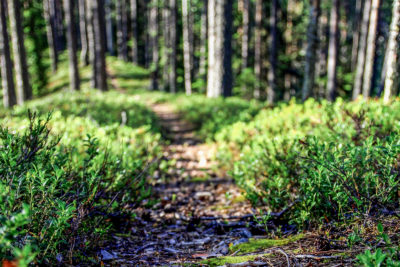 A forest path. In a nutshell, the Finnish freedom to roam includes the right to move on foot, human-powered bicycle or horseback in a forest regardless of its ownership