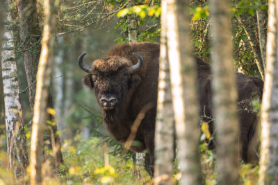 Eurooppalainen biisoni eli visentti. Kuva: Shutterstock