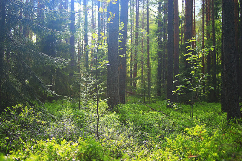 Restoring commercial forest back to primary forest may take decades. Photo: Shutterstock