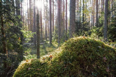 Mäntymetsä. Kuva: Shutterstock
