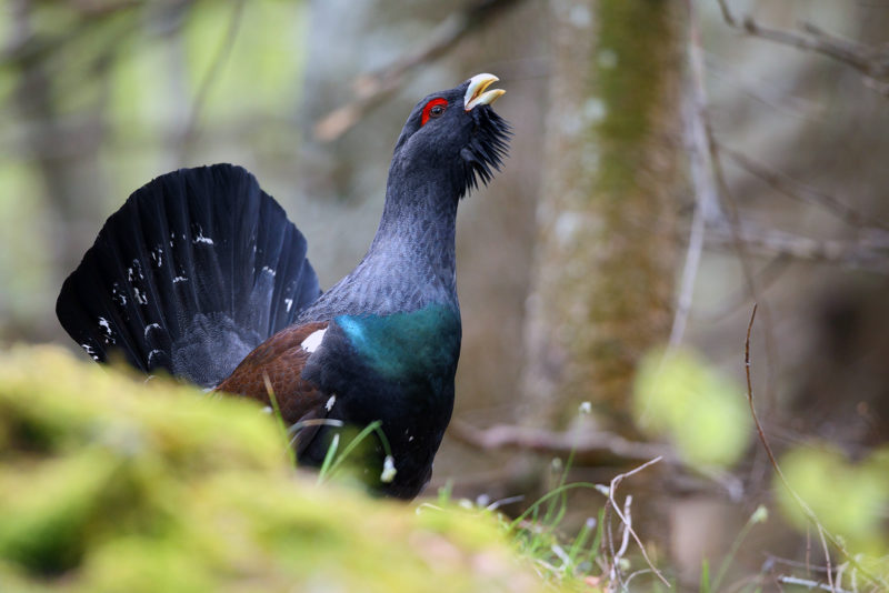 Capercaillie. Photo: Shutterstock