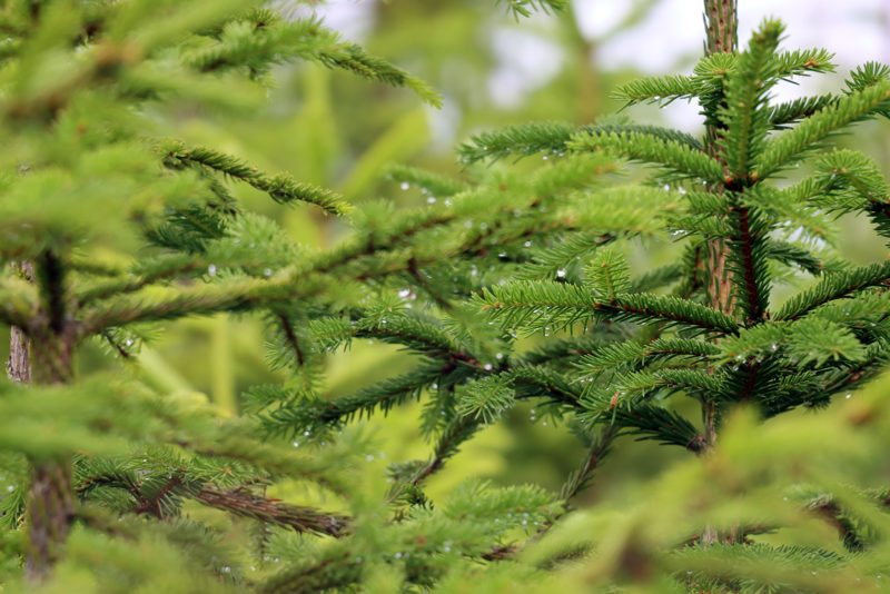 Young spruces. Photo: Anna Kauppi