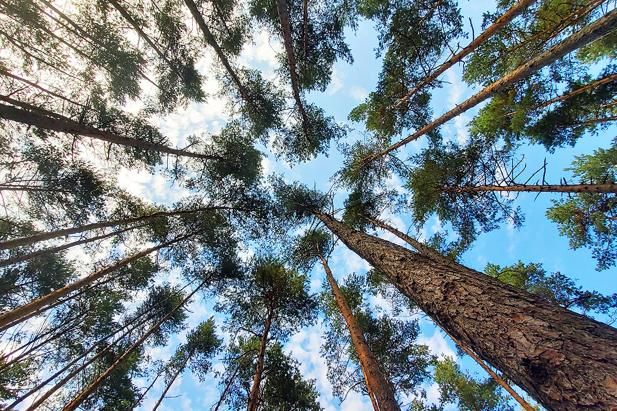 Tree tops against blue sky. Photo: Shutterstock