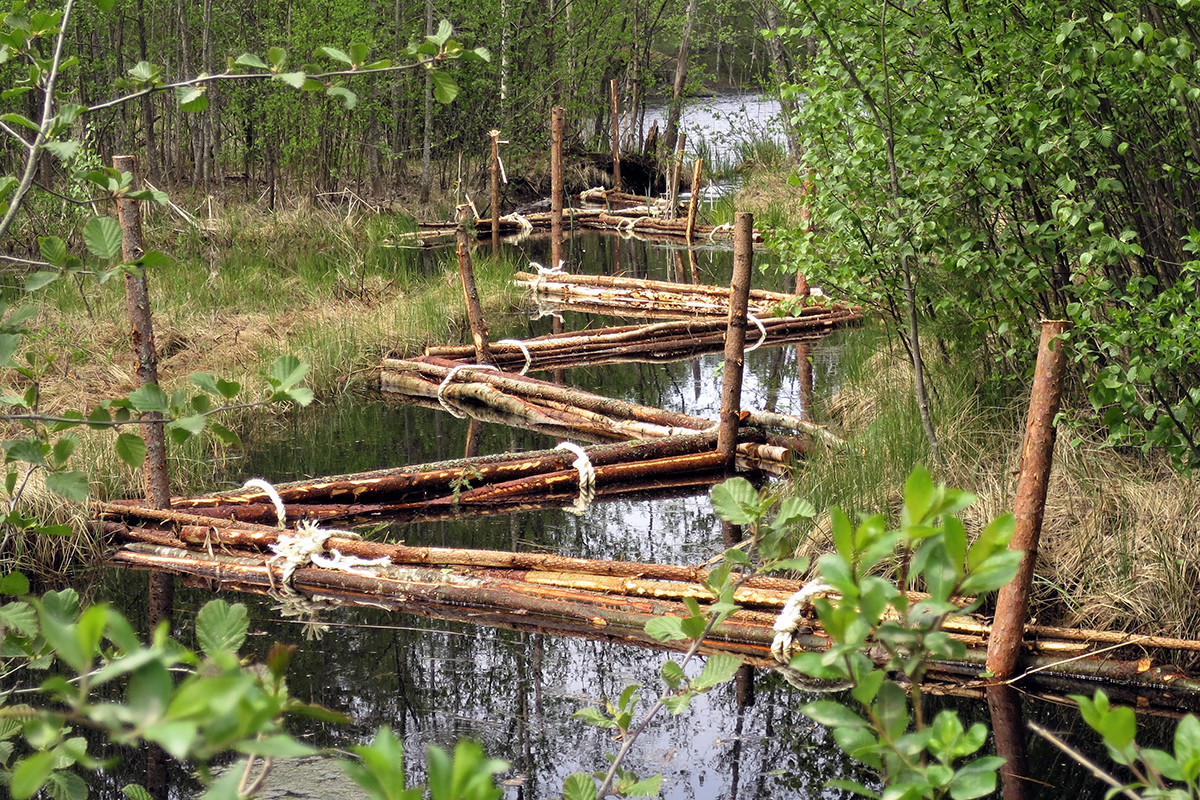 Uppopuu puhdistaa metsäojien vettä. Kuva: PuuValuVesi-hanke