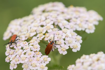Rusokuoriaisia siankärsämöllä. Kuva: Jorma Peiponen