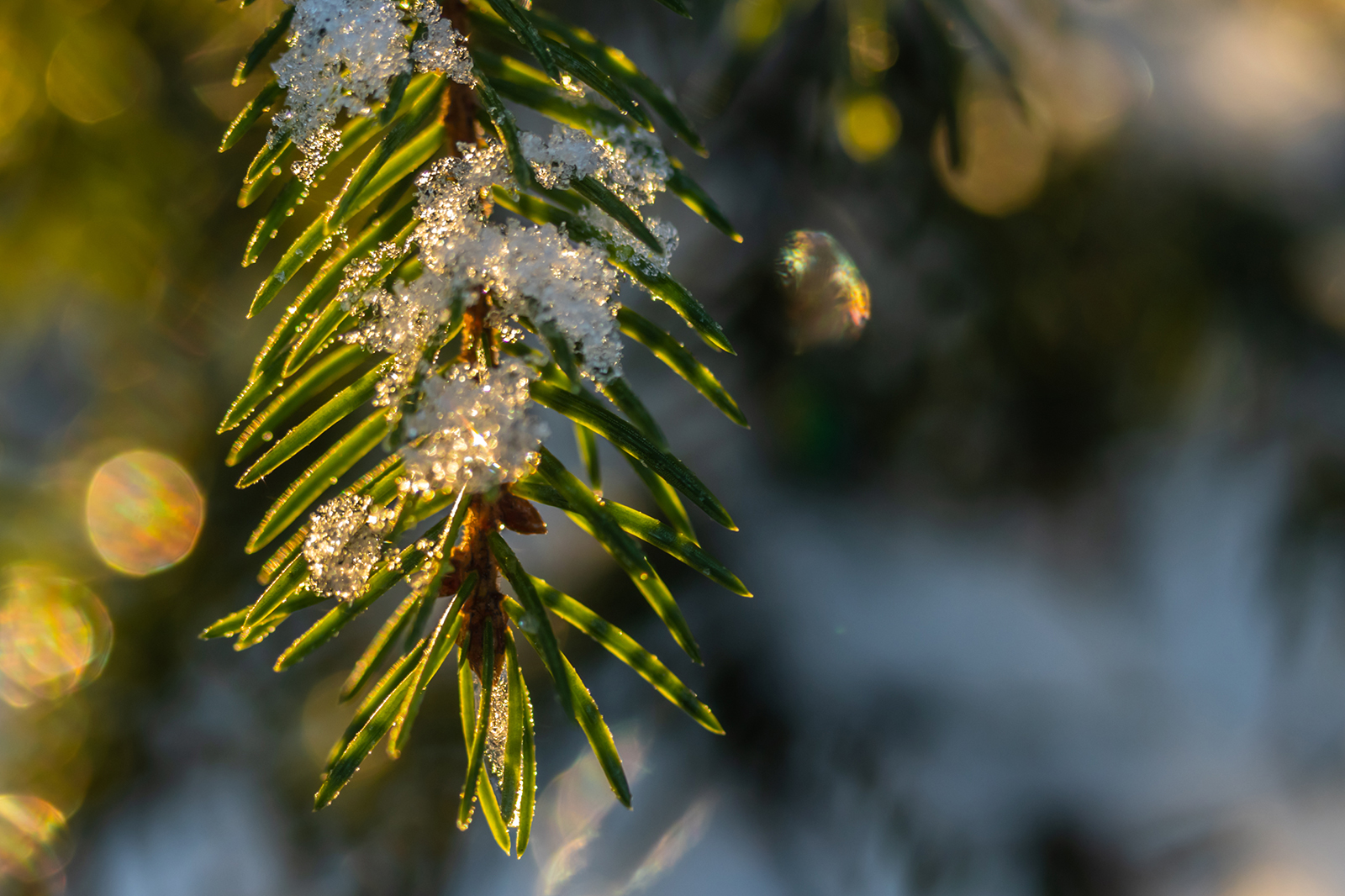 Coniferous forest at winter sunrise. Photo: Shutterstock