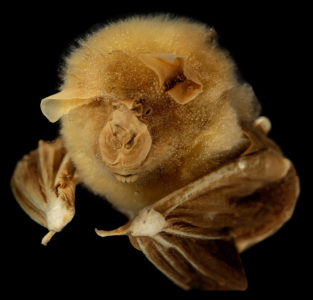 Intermediate Horseshoe Bat (Rhinolophus affinis). Photo: Pekka Malinen