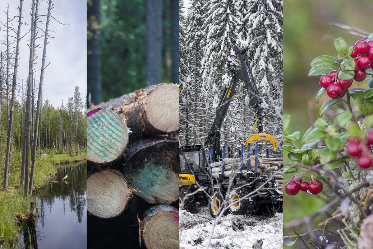 Are you familiar with these emerging words related to forests and