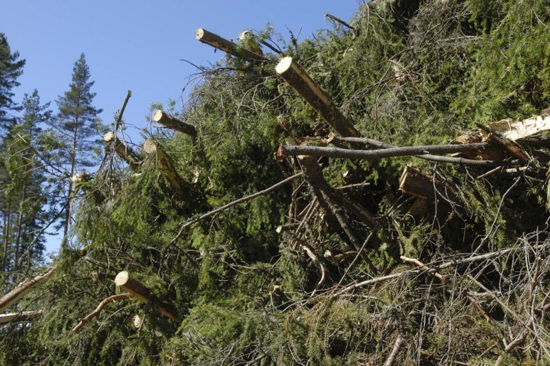 Более половины лесной энергии в Финляндии получают из древесины малого диаметра, заготавливаемой при прореживании молодых насаждений.  Фото: Саку Руусила