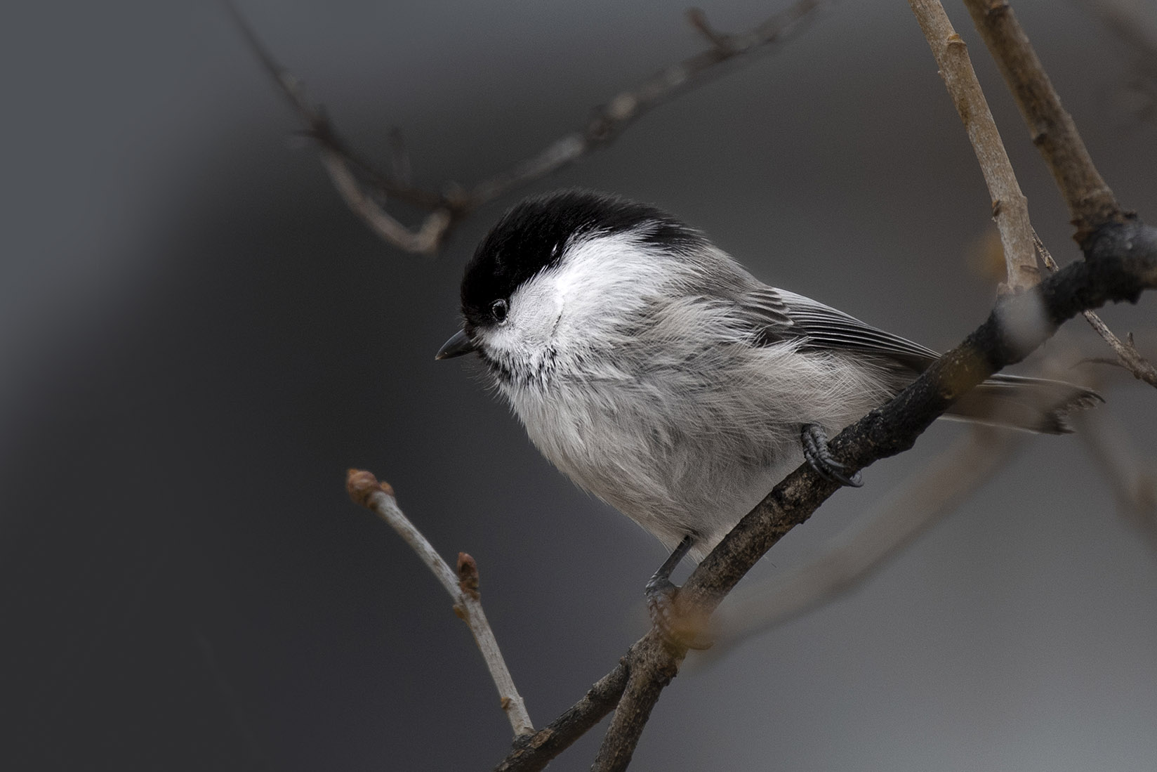 The willow tit has become one of the leading figures in biodiversity. The bird has declined in Finland in recent years. Photo: Vilma Issakainen