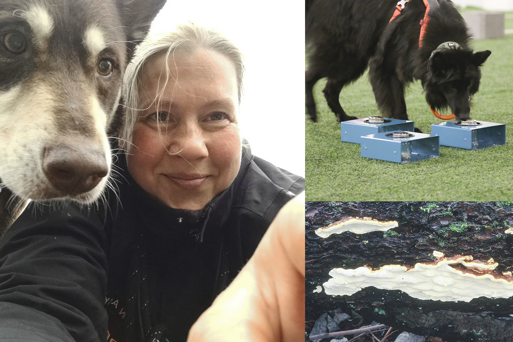 Dogs were trained indoors in Rovaniemi during the winter to smell Heterobasidium parviporum. The project is led by agrologist Sanna Vinblad from Lapland University of Applied Sciences. Photos: Sanna Vinblad / Lapland University of Applied Sciences and UPM