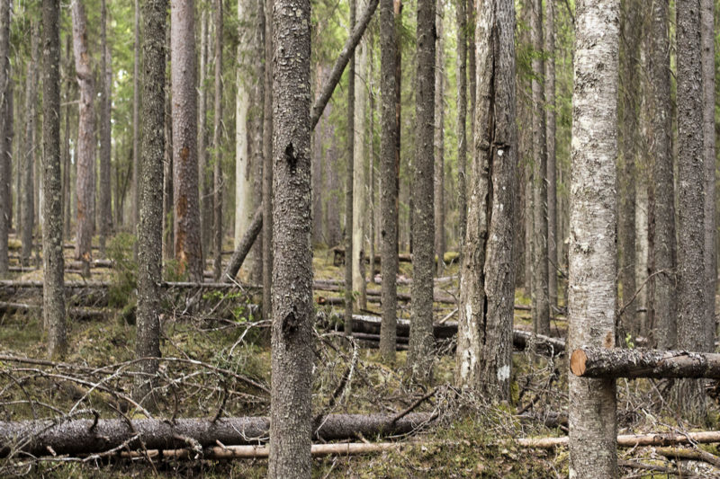 Amount of deadwood is a good indicator. Photo: Vilma Issakainen