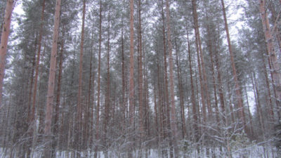 Helmikuussa Virroilla myydyn 39,6 hehtaarin metsätilan käyväksi arvoksi oli määritelty noin 209 000 euroa. Hinta saattoi kohota jopa 418 000 euroon. Kuva: Metsätilat